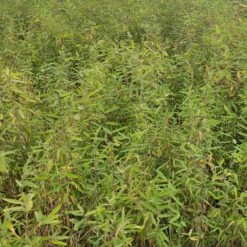 Fargesia Demissa Gerry - Bambou Non Traçant