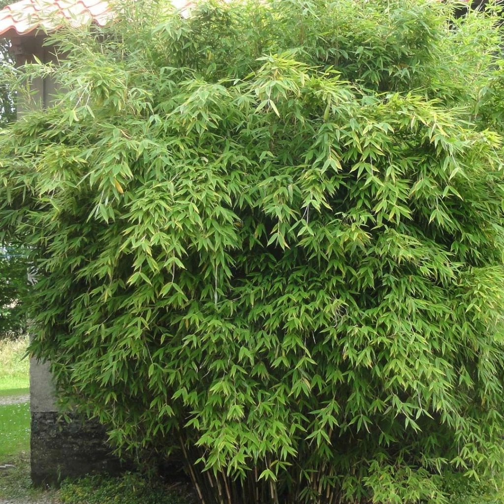 Fargesia Murielae Dino - Bambou Non Traçant 3 Fargesia Murielae Dino - Bambou Non Traçant