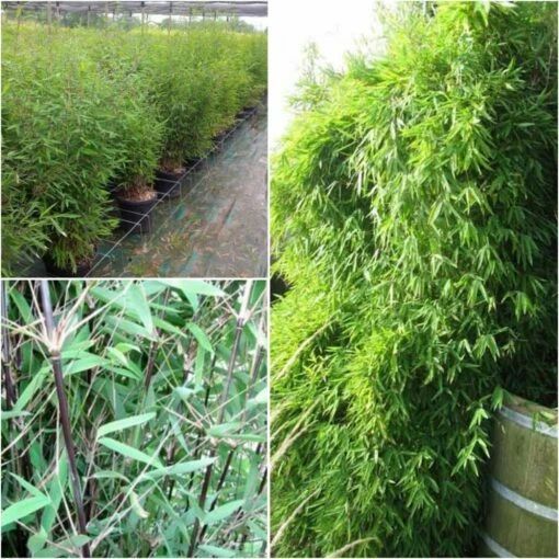 Fargesia Nitida Black Pearl - Bambou Non Traçant -magasin de plantes Fargesia nitida Black Pearl 84894 1