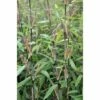 Fargesia Nitida Great Wall - Bambou Non Traçant -magasin de plantes Fargesia nitida Great Wall 0573002 1 1