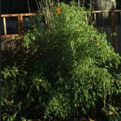 Fargesia Nitida Jiu - Bambou Non Traçant