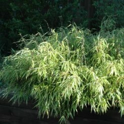 Bambou Non Traçant - Fargesia Rufa