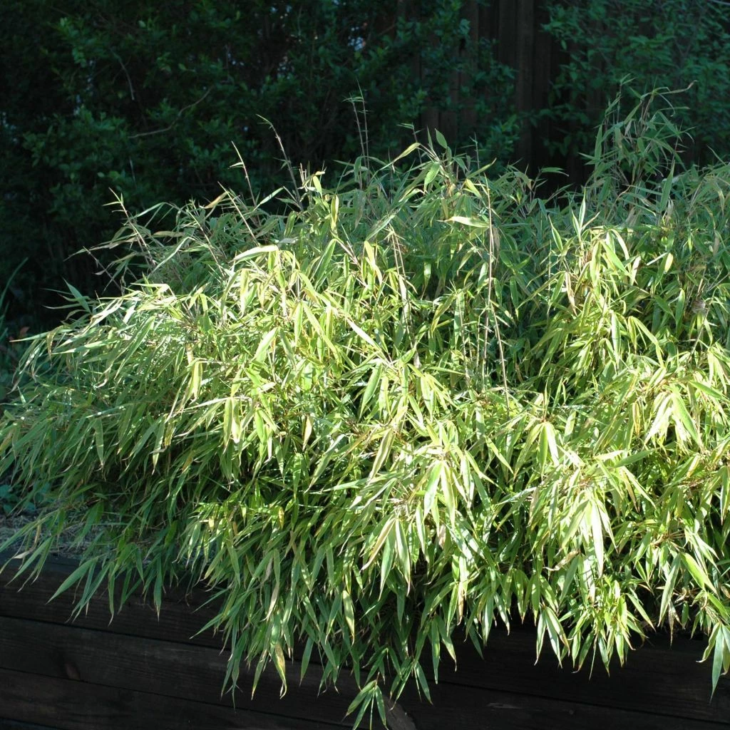 Bambou Non Traçant - Fargesia Rufa 3 Bambou Non Traçant - Fargesia Rufa