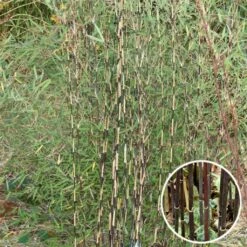 Fargesia Sp Jiuzhaigou Deep Purple - Bambou Non Traçant.