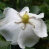 Gardenia Sweetheart - Jasmin Du Cap -magasin de plantes Gardenia Sweetheart 15350 1