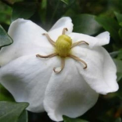 Gardenia Sweetheart - Jasmin Du Cap