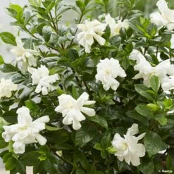 Gardenia Jasminoides Double Diamonds