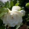 Gardenia Jasminoides Double Mint 2 Gardenia Jasminoides Double Mint -magasin de plantes Gardenia jasminoides Double Mint 85081 1