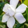 Gardenia Jasminoides Summer Snow. 2 Gardenia Jasminoides Summer Snow. -magasin de plantes Gardenia jasminoides Summer snow copyright 833261 1