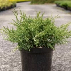 Genévrier - Juniperus Pfitzeriana White Splash