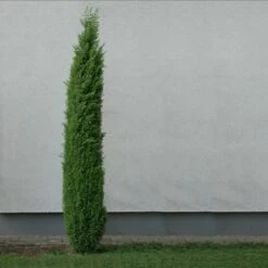 Genévrier Commun - Juniperus Communis Sentinel