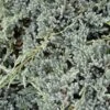 Genévrier écailleux - Juniperus Squamata Blue Spider -magasin de plantes Genevrier ecailleux Juniperus squamata Blue Spider copyright 1006822 1