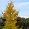 Ginkgo Biloba Fastigiata Gold Flame - Arbre Aux Quarante écus -magasin de plantes Ginkgo Biloba fastigiata Gold Flame LD 16550 1