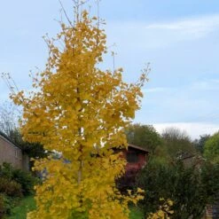 Ginkgo Biloba Fastigiata Gold Flame - Arbre Aux Quarante écus