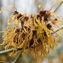 Noisetier Des Sorcières - Hamamelis Mollis Pallida