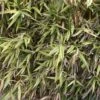 Hibanobambusa Tranquillans Shiroshima - Petit Bambou 1 Hibanobambusa Tranquillans Shiroshima - Petit Bambou -magasin de plantes Hibanobambusa tranquillans Shiroshima 84903 1