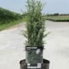 Juniperus Communis Arnold - Genévrier Commun -magasin de plantes Juniperus communis Arnold 84115 1