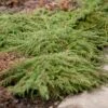 Genévrier Commun - Juniperus Communis Green Carpet -magasin de plantes Juniperus communis Green Carpet 0651002 1 1