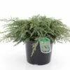 Genévrier Commun - Juniperus Communis Repanda 1 Genévrier Commun - Juniperus Communis Repanda -magasin de plantes Juniperus communis Repanda 84116 1