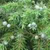 Genévrier Des Plages - Juniperus Conferta Schlager -magasin de plantes Juniperus conferta Schlager 88133 1