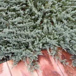 Juniperus Horizontalis Blue Chip - Genévrier Rampant