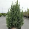 Genévrier écailleux - Juniperus Squamata Loderi 2 Genévrier écailleux - Juniperus Squamata Loderi -magasin de plantes Juniperus squamata Loderi 84122 1