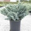 Genévrier écailleux - Juniperus Squamata Meyeri 1 Genévrier écailleux - Juniperus Squamata Meyeri -magasin de plantes Juniperus squamata Meyeri 84123 1