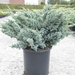 Genévrier écailleux - Juniperus Squamata Meyeri