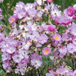 Rosier Couvre-sol Lavender Dream