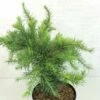 Larix Decidua Little Bogle - Mélèze D'Europe Nain 2 Larix Decidua Little Bogle - Mélèze D'Europe Nain -magasin de plantes Larix decidua Little Bogle 665002 1