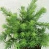 Larix Kaempferi Blue Dwarf - Mélèze Du Japon Nain -magasin de plantes Larix kaempferi Blue Dwarf 666002 1