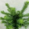Larix Kaempferi Grey Pearl - Mélèze Du Japon Nain -magasin de plantes Larix kaempferi Grey Pearl 668002 1