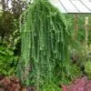 Larix Kaempferi Stiff Weeping - Mélèze Du Japon Stiff Weeping -magasin de plantes Larix kaempferi Stiff Weeping 88724 1