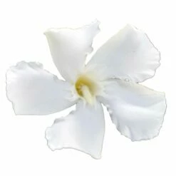 Laurier Rose Soeur Agnes - Nerium Oleander