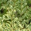 Ligustrum Ibota Musli - Troène -magasin de plantes Ligustrum ibota Musli Muster 84130 1