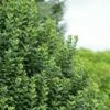 Ligustrum Vulgare Straight Talk - Troène Commun -magasin de plantes Ligustrum vulgare straight Talk V 89533 1