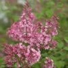 Lilas Bloomerang Pink Perfume - Syringa Nain Hybride Remontant -magasin de plantes Lilas Bloomerang Pink Perfume 82573 1