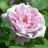 Rosier David Austin Mary Rose 2 Rosier David Austin Mary Rose -magasin de plantes MARY ROSE 657842 1