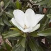 Magnolia Grandiflora Alta - -magasin de plantes Magnolia grandiflora Alta 84161 1