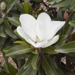 Magnolia Grandiflora Alta -