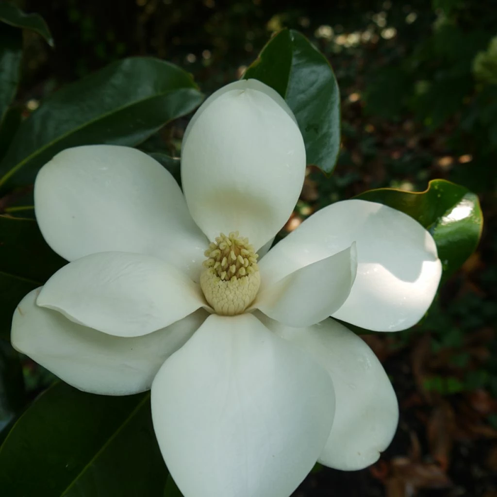 Magnolia Grandiflora Bracken's Brown Beauty - Laurier-tulipier 3 Magnolia Grandiflora Bracken's Brown Beauty - Laurier-tulipier