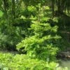 Metasequoia Glyptostroboides Chubby -magasin de plantes Metasequoia glyptostroboides Chubby 100737 1