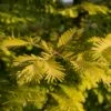 Metasequoia Glyptostroboides Gold Rush -magasin de plantes Metasequoia glyptostroboides Gold Rush 84179 1