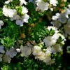 Myrtus Communis Tarentina - Myrte Commun 2 Myrtus Communis Tarentina - Myrte Commun -magasin de plantes Myrtus communis subsp Tarentina 82213 1