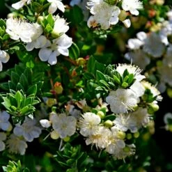Myrtus Communis Tarentina - Myrte Commun