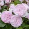 Rosier David Austin Olivia Rose Austin 1 Rosier David Austin Olivia Rose Austin -magasin de plantes Olivia Rose Austin 712922 1