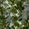 Osmanthus Heaven Scent - Osmanthe 2 Osmanthus Heaven Scent - Osmanthe -magasin de plantes Osmanthus Heaven Scent IF 8884023 1