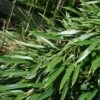 Phyllostachys Aureosulcata - Bambou Moyen -magasin de plantes Phyllostachys aureosulcata Bambou moyen 84907 1