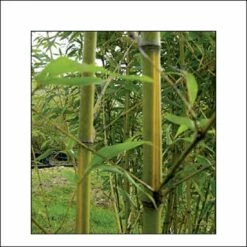 Phyllostachys Bambusoides Castilloni Inversa - Bambou Géant