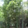 Phyllostachys Iridescens - Bambou Géant 1 Phyllostachys Iridescens - Bambou Géant -magasin de plantes Phyllostachys iridescens 84911 1